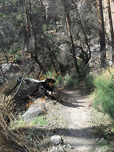trail